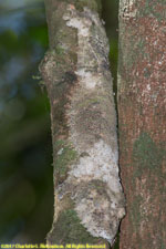 leaf-tailed gecko